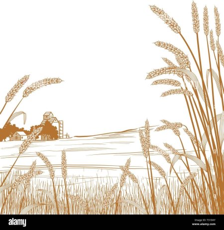 Пшеница графика