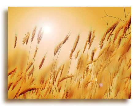Картина колосья пшеницы