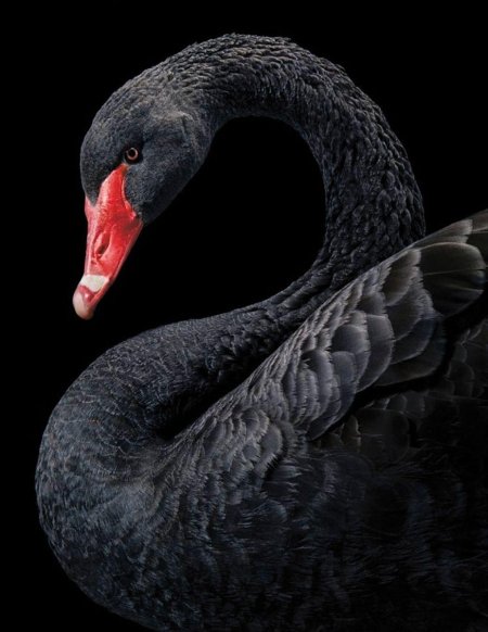 Чëрный лебедь