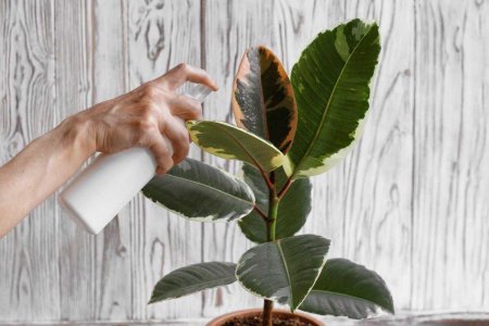 Фикус оливер