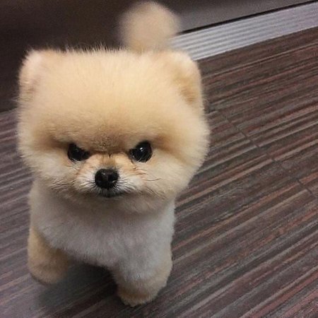 Шпиц померанский