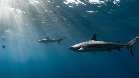 Черноперая рифовая акула