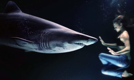 Акула акула