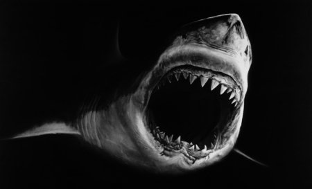 Акула на черном фоне