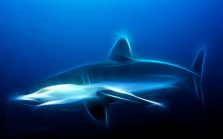 Акула акула