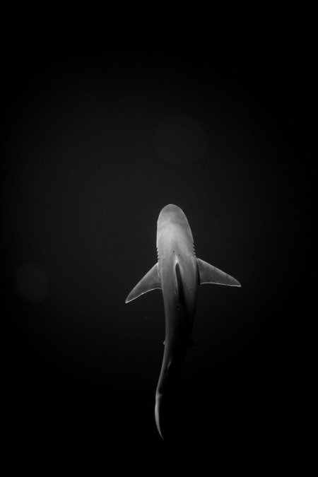 Акула акула