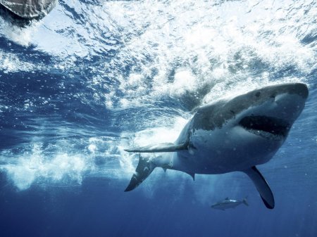 Акула белая акула людоед кархародон