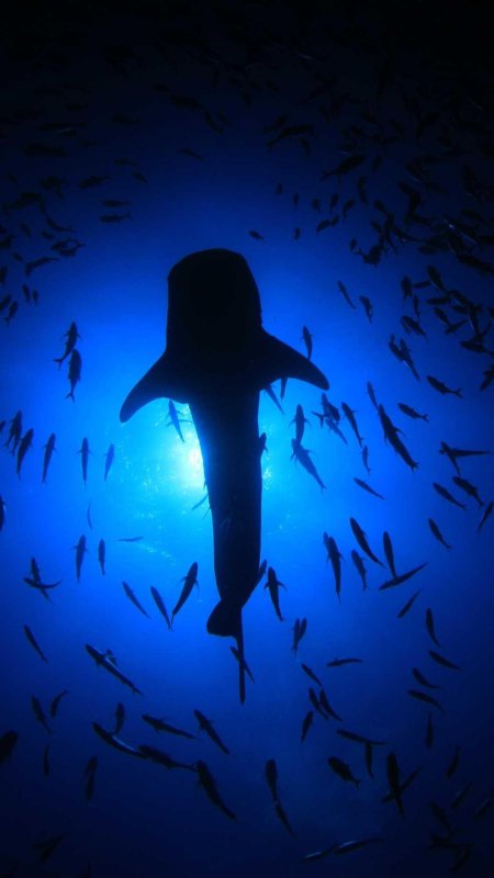 Акула в море