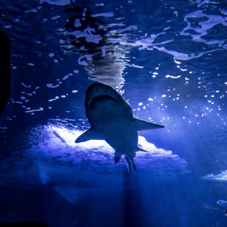 Дубай океанариум