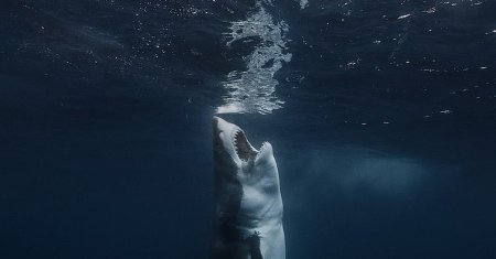 Акула большая белая