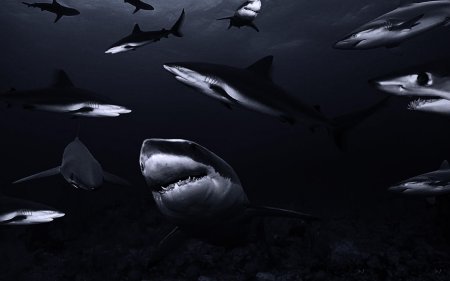 Акула в море