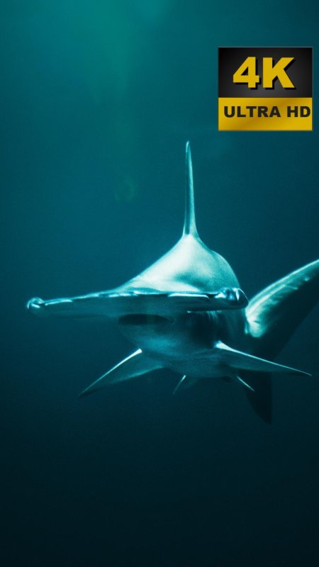 Акула-молот (sphyrna mokarran