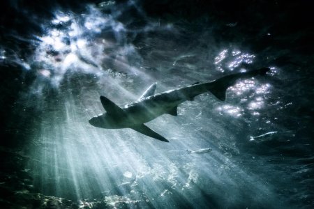 Красивая акула