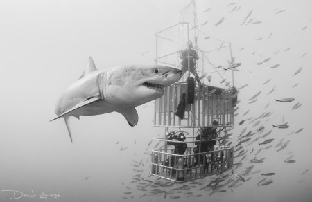 Белая акула