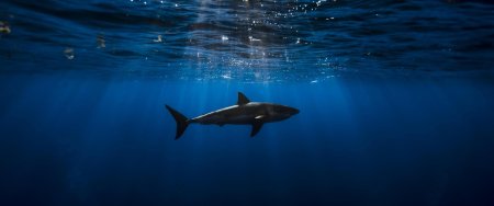 Акула под водой