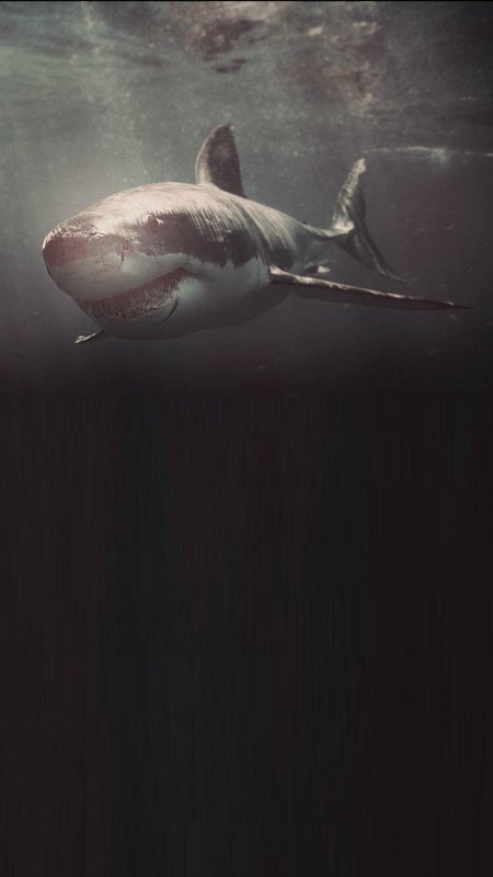Акула мегалодон