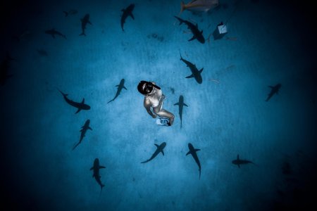 Плавать с акулами