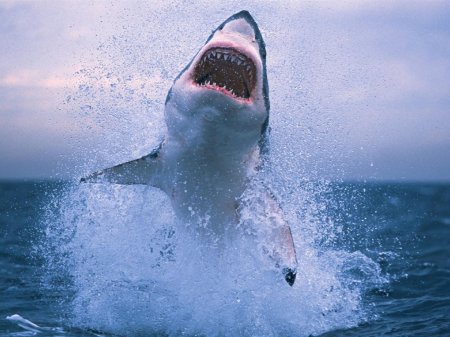 Белая акула