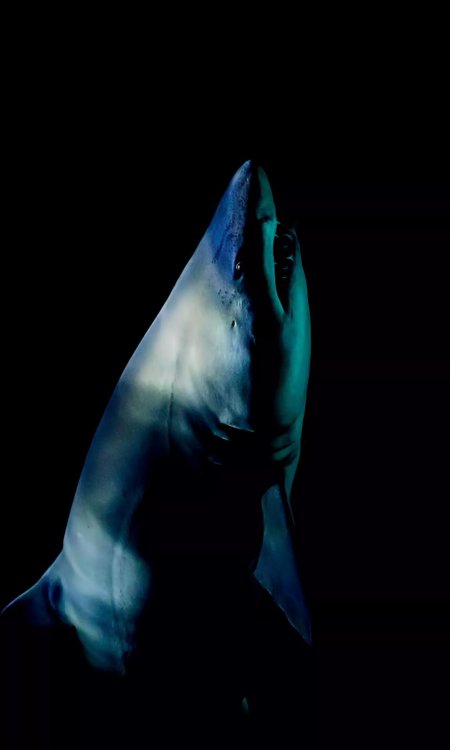 Акула акула