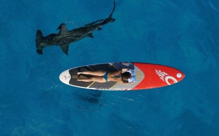 Серфинг и акулы