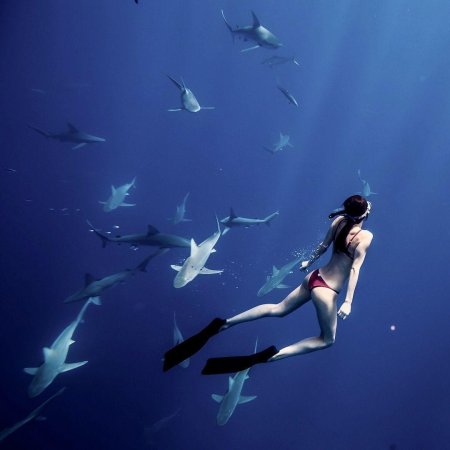 Плавать с акулами