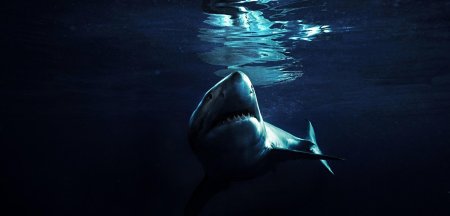 Белая акула