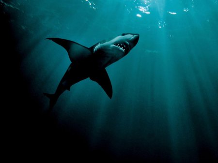 Акула белая акула людоед кархародон