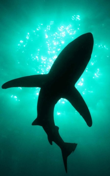 Акула акула