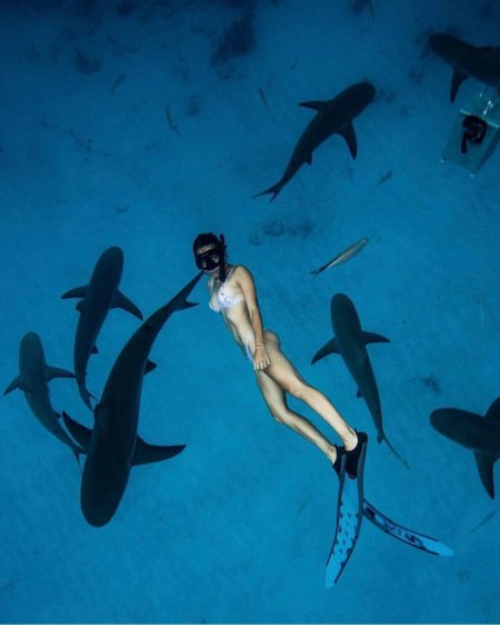 Плавать с акулами