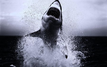 Белая акула