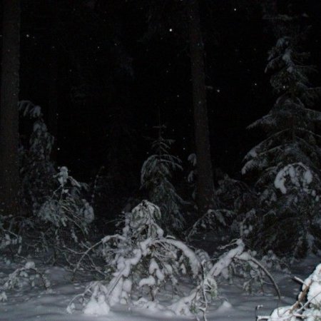 Зимний лес ночь