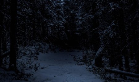 В лесу ночью