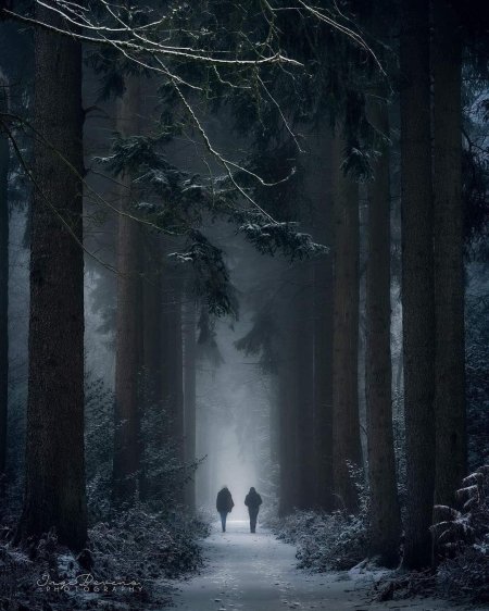 Лес страшный