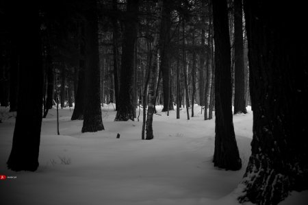 Мрачный зимний лес