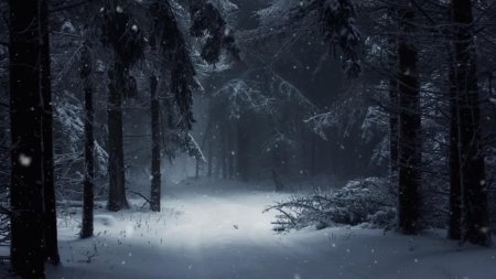 Зимний лес ночь