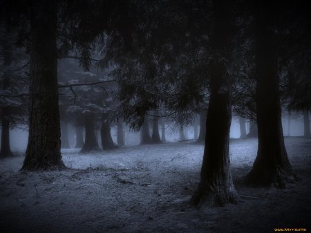 Темный лес. «ночь в лесу». ночной лес. темные леса.