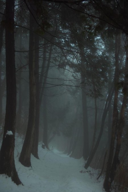 Зимний лес мрачный