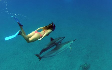 Плавать с дельфинами