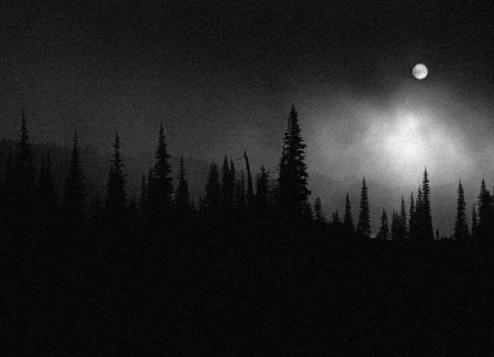 Ночной лес
