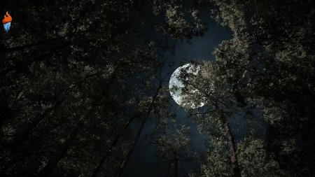 Луна в лесу