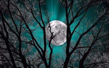 Дерево ночью