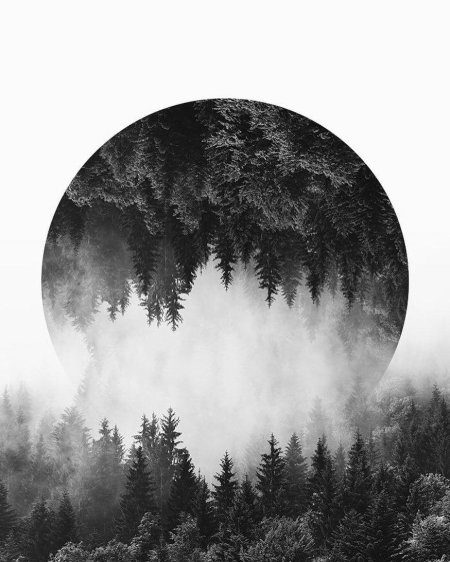 Лес в тумане