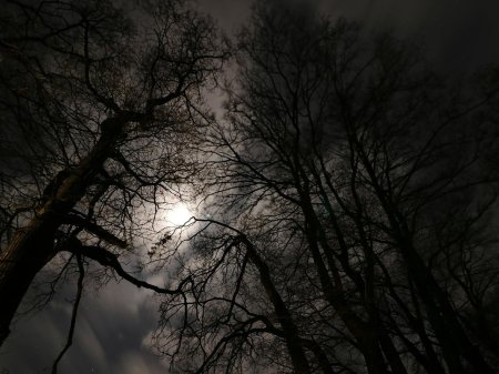 Лес мрачный