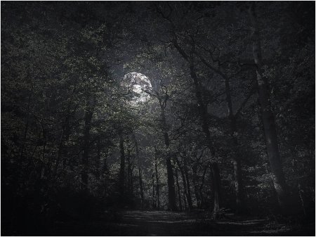 Луна в лесу