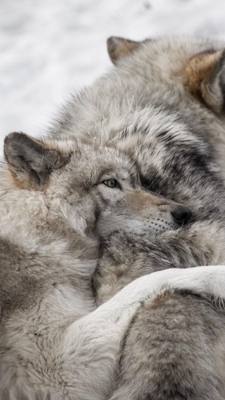 Волк и волчица любовь