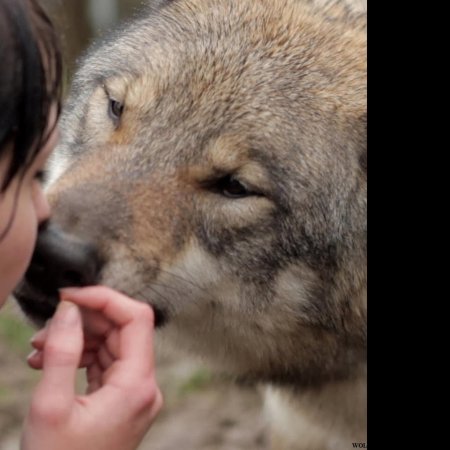 Мой волк фильм