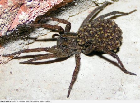 Паук волк с паучатами на спине