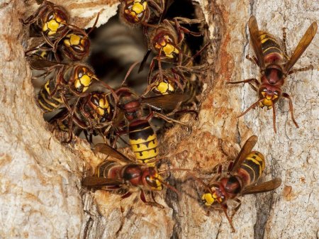 Шершень обыкновенный гнездо