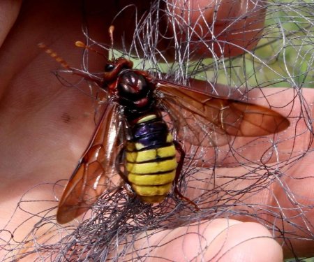 Гигантский азиатский шершень