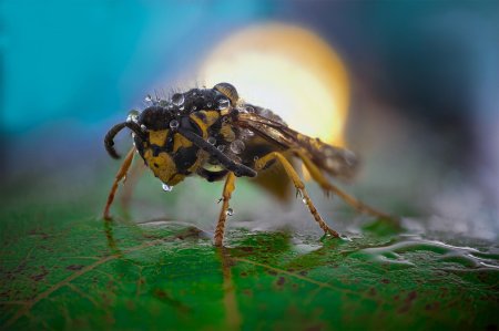 Оса макросъемка